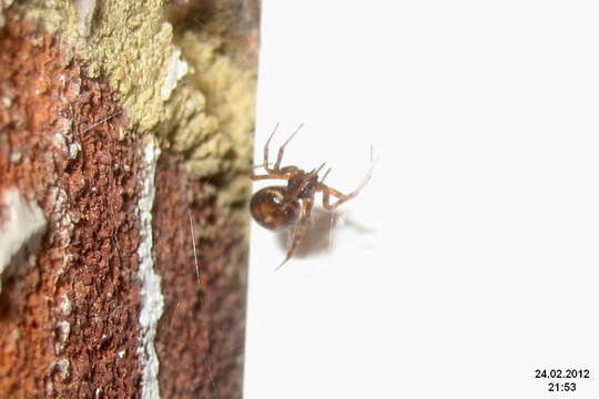 Image of False widow