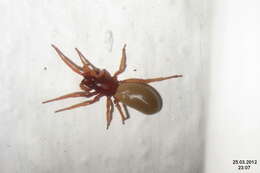 Image of Woodlouse spider