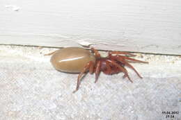 Image of Woodlouse spider