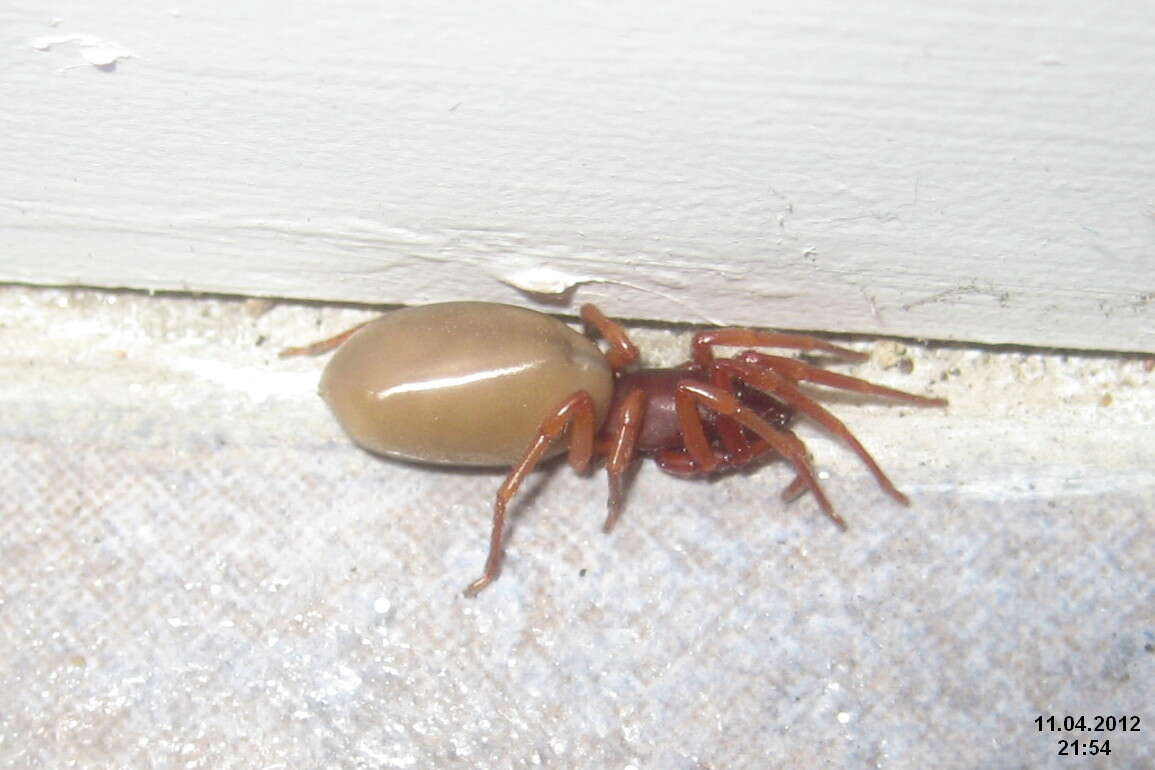 Image de Dysdera crocata C. L. Koch 1838