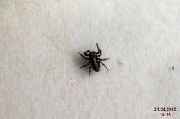 Image of Jumping spider