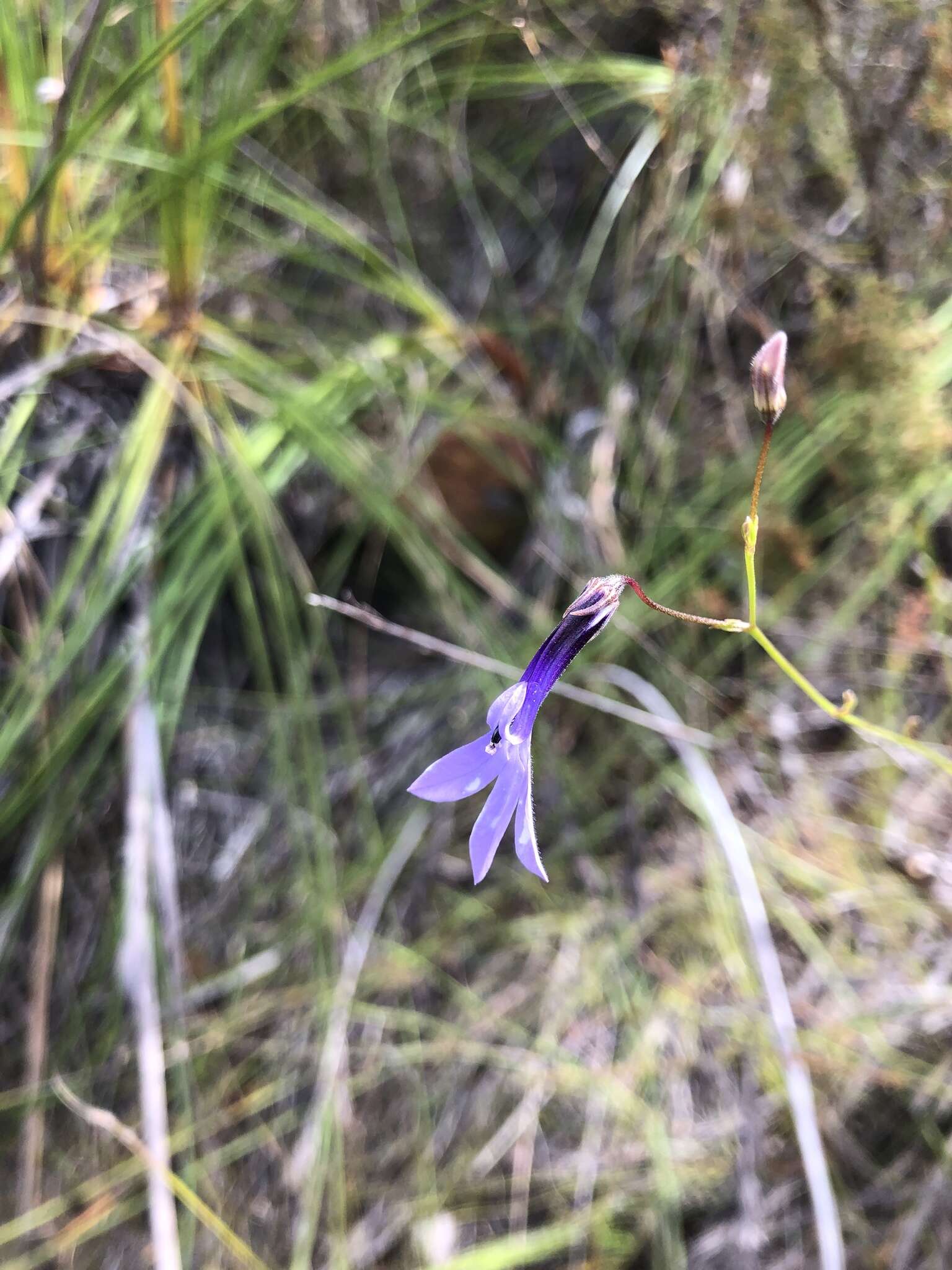 Image of Lobelia barkerae E. Wimm.