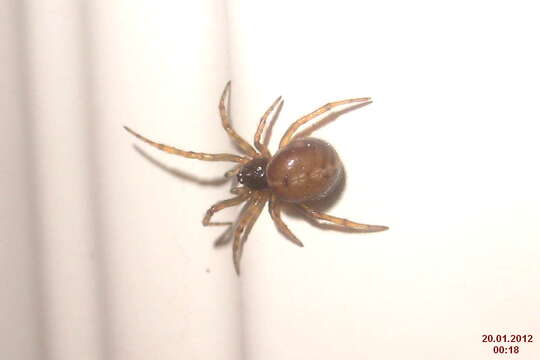 Image of Steatoda