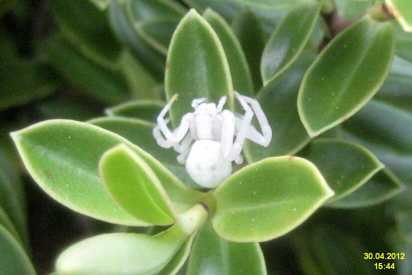 Image of Flower Crab Spiders