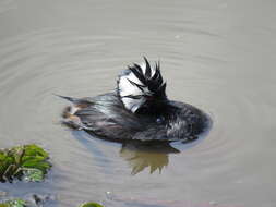 Image of White-tufted Grebe