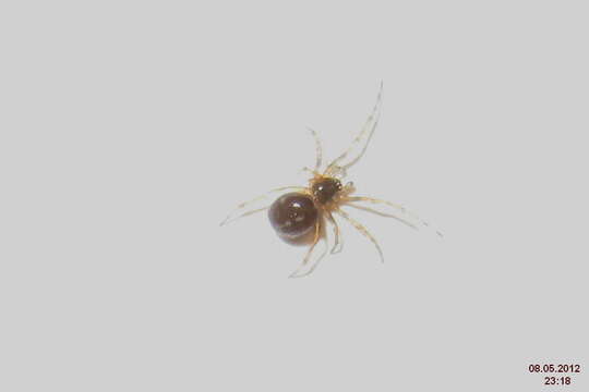 Image of Steatoda