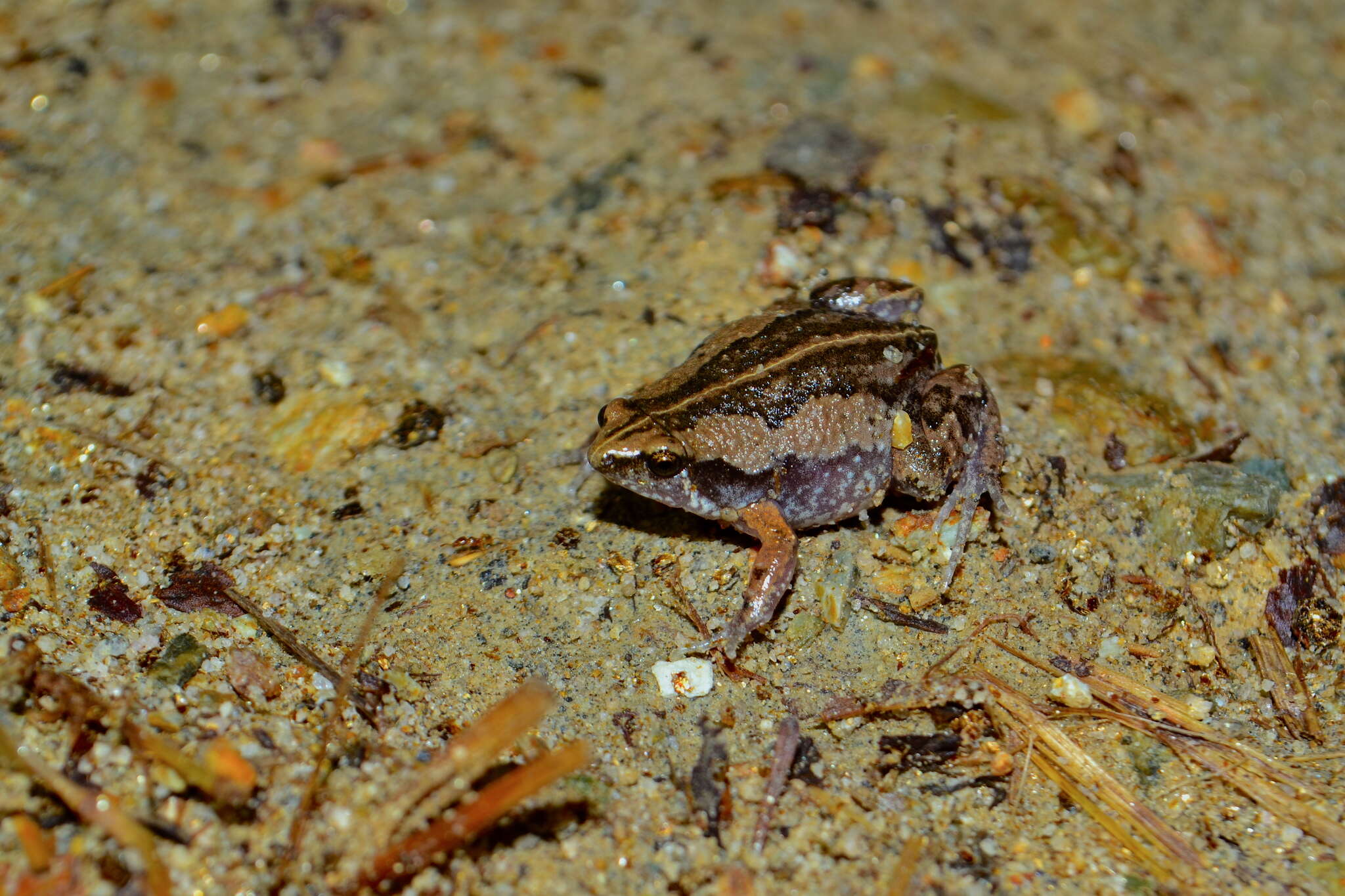 Image of Two-spaded Narrowmouth Toad