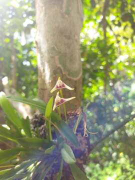 Image of Masdevallia wendlandiana Rchb. fil.