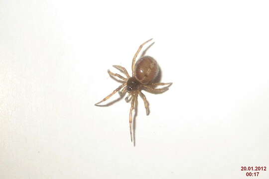 Image of Steatoda