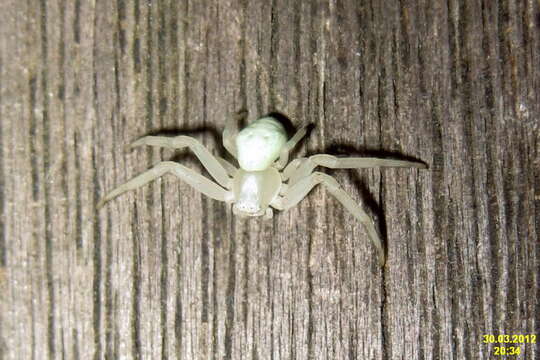 Image of Flower Crab Spiders