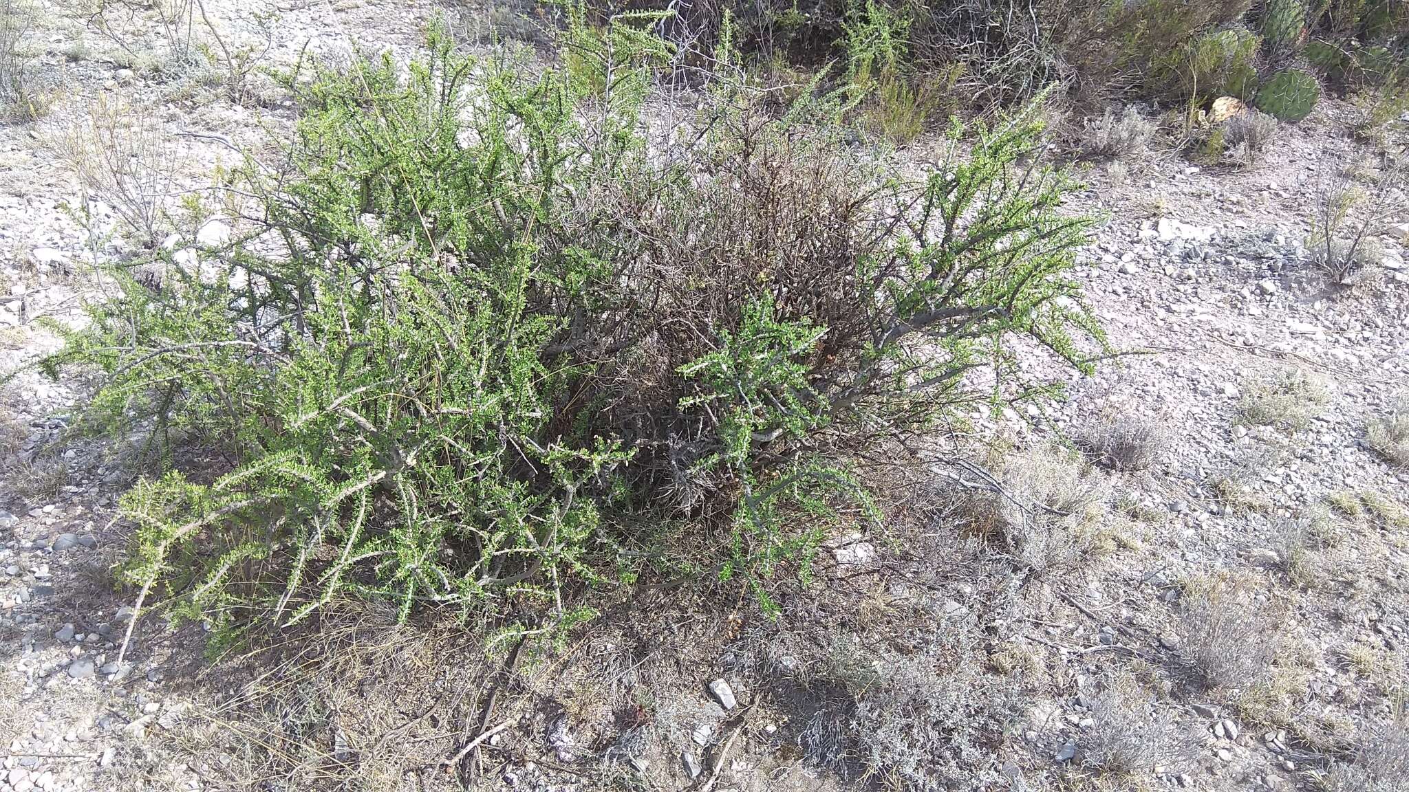 Imagem de Citharexylum brachyanthum (A. Gray ex Hemsl.) A. Gray