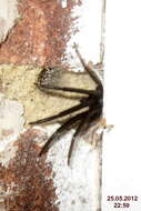 Image of Cellar Spider