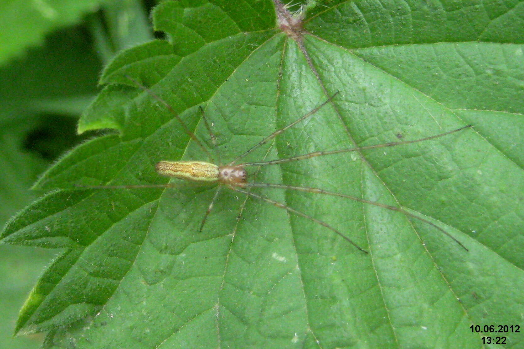 Image de Tetragnatha extensa (Linnaeus 1758)