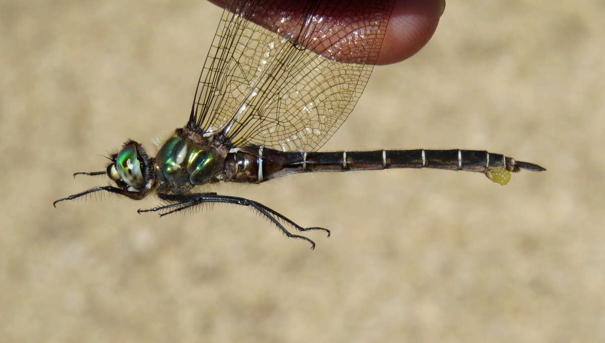 Image of Ringed Emerald