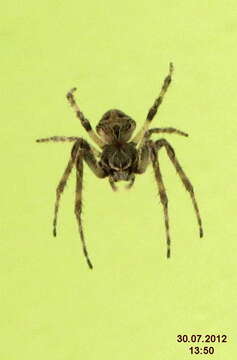 Image of Gray Cross Spider