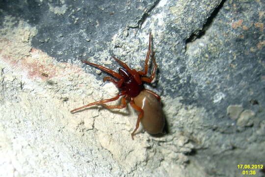 Image of Woodlouse spider