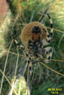 Image of Araneus