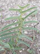 Plancia ëd Aristolochia maurorum L.