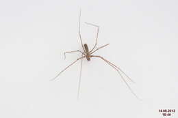 Image of daddy long-legs spiders