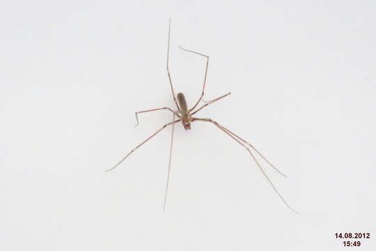 Image of daddy long-legs spiders