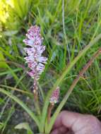 Image of Lachenalia bachmannii Baker