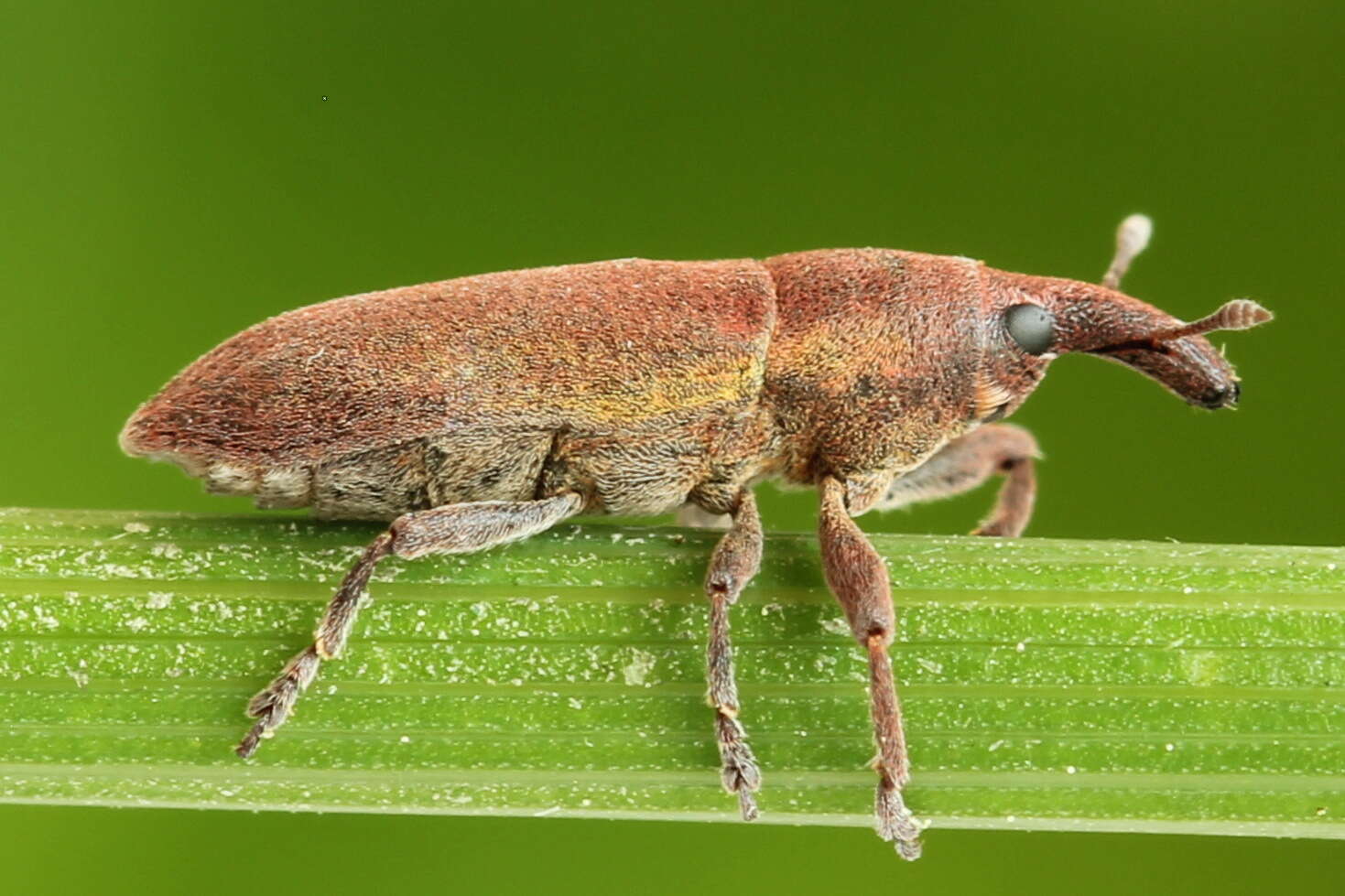 Слика од Lixus tibialis Boheman 1843