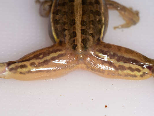 Image of Mascarene Grass Frog