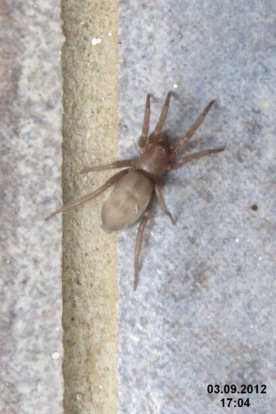 Image of Ground spider