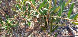 Image of Grevillea aspera R. Br.