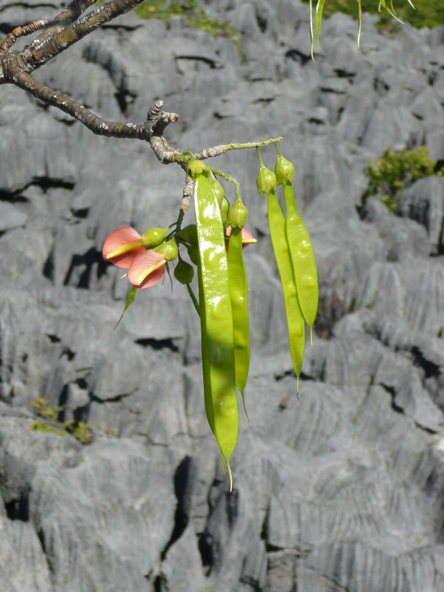 Image of Neoharmsia baronii (Drake) M. Peltier