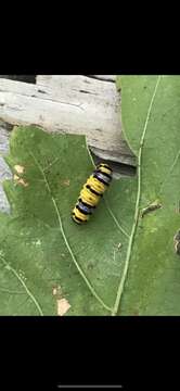 Image of Western Grapeleaf Skeletonizer