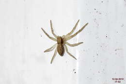 Image of Philodromus dispar Walckenaer 1826