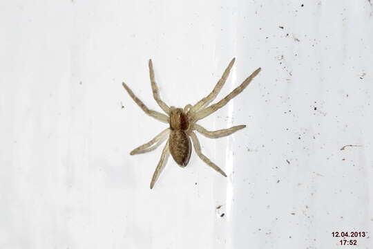 صورة Philodromus dispar Walckenaer 1826