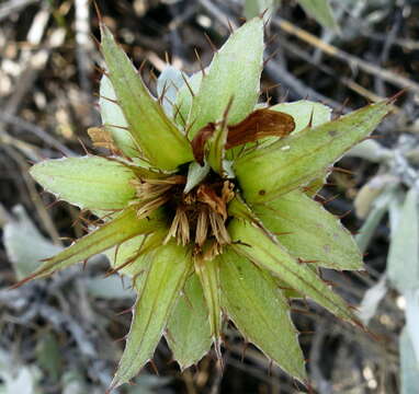 Image of Berkheya cuneata (Thunb.) Willd.