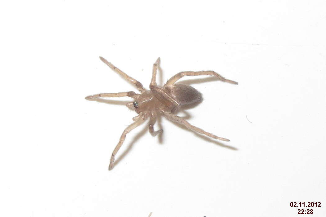 Image of Ground spider