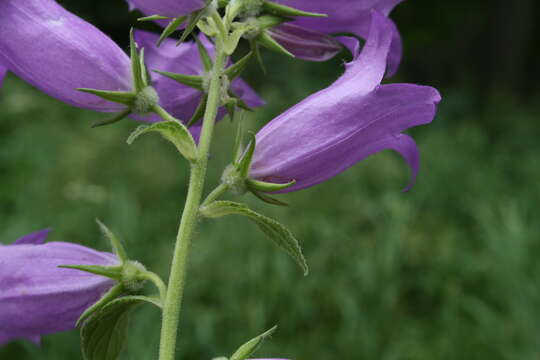 Image of Campanula latifolia subsp. latifolia