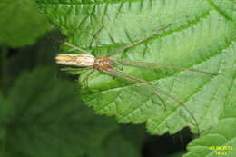 Image of Tetragnatha extensa (Linnaeus 1758)