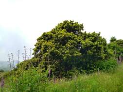 Image of Azores laurel