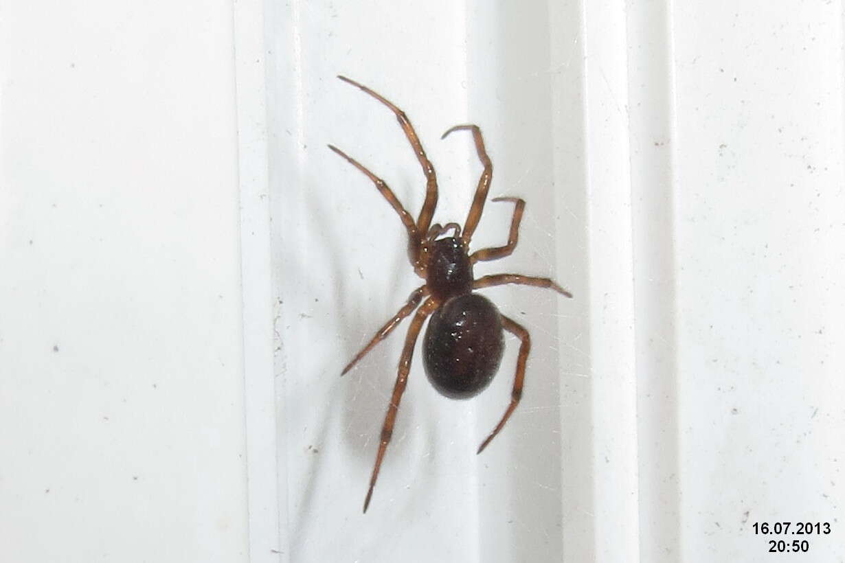 Image of False widow