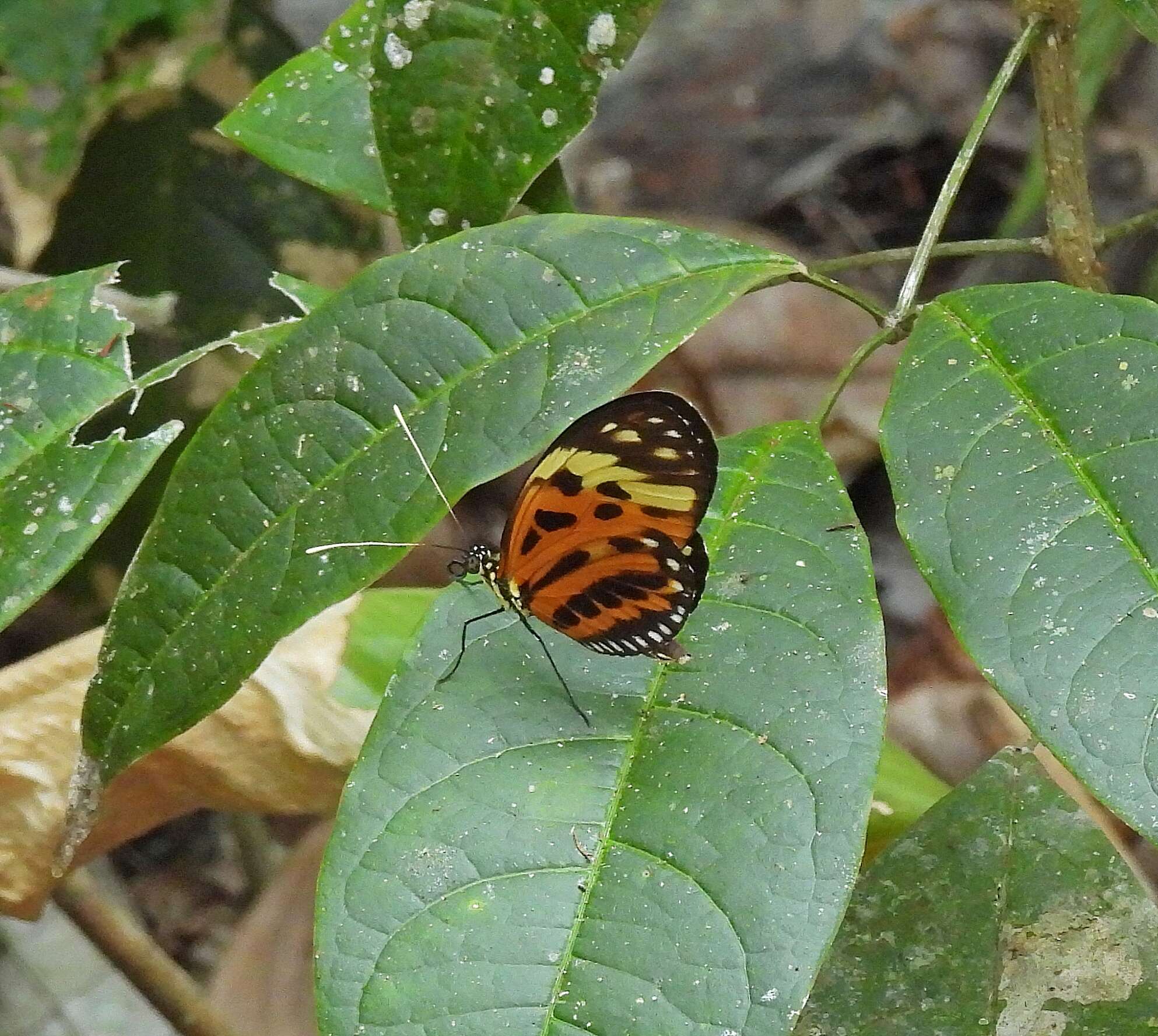 Imagem de Heliconius numatus Cramer 1780