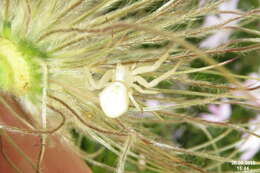 Image of Flower Crab Spiders