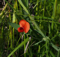 Imagem de Lathyrus pseudocicera Pamp.