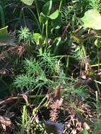 Image of Horse-Tail Crown Grass