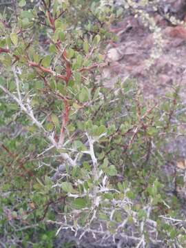 Image of Castela peninsularis Rose