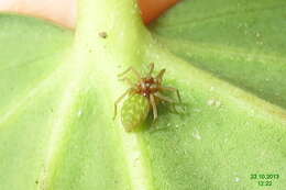 Image of Cucumber green spider