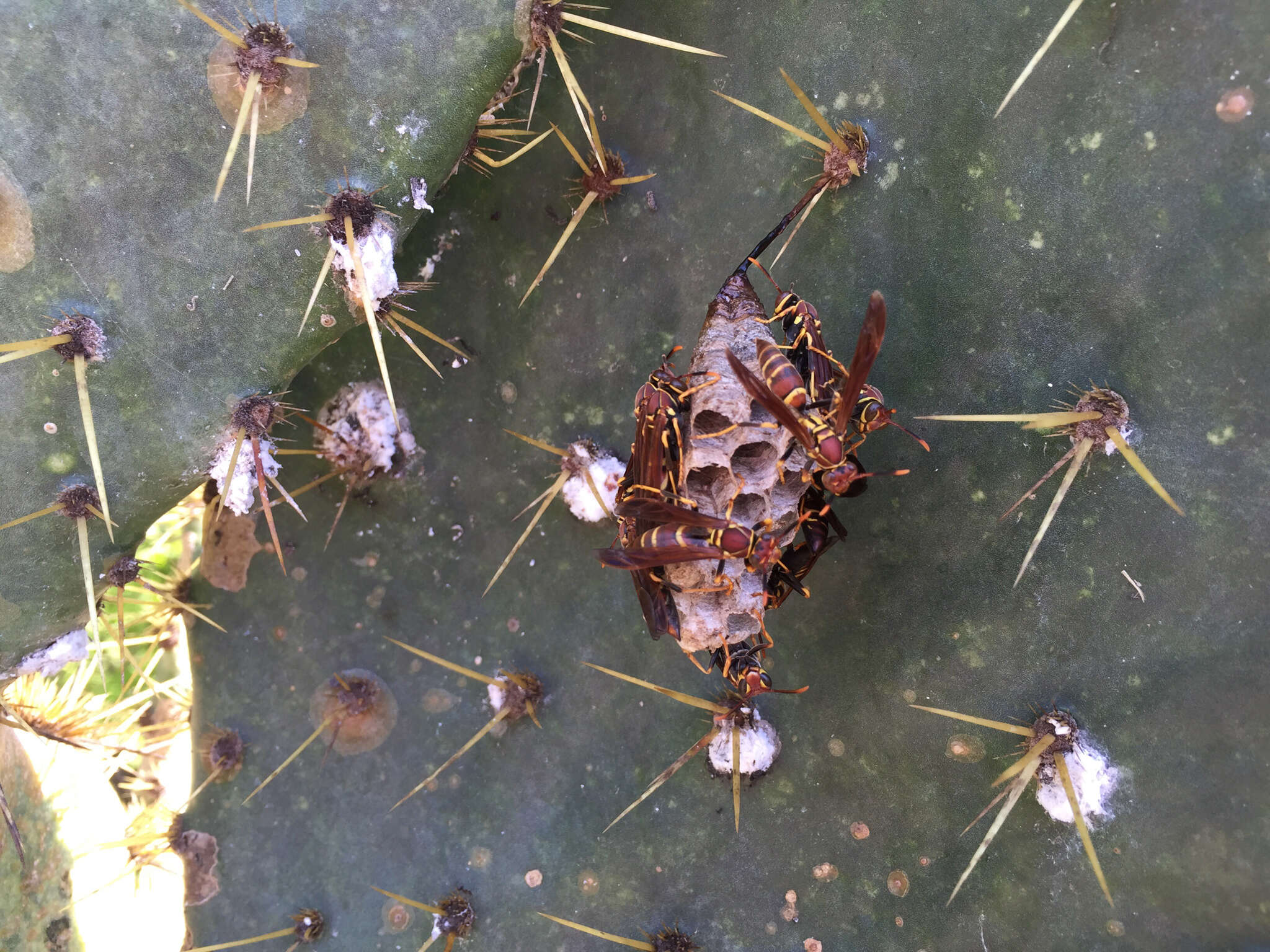 Image of Polistes instabilis de Saussure 1853