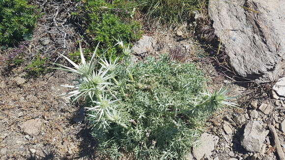 Eryngium glaciale Boiss. resmi