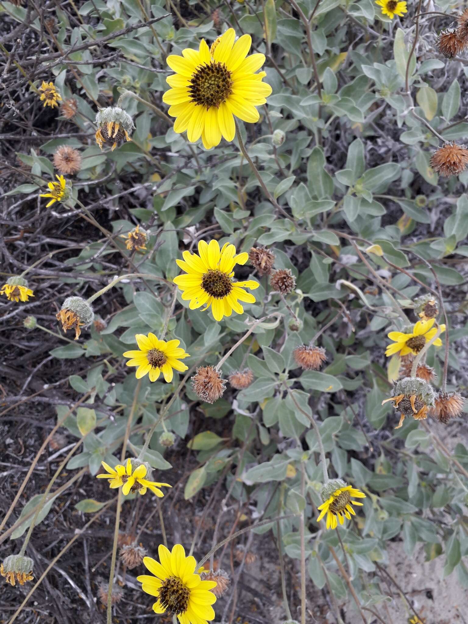 Слика од Helianthus niveus (Benth.) Brandeg.