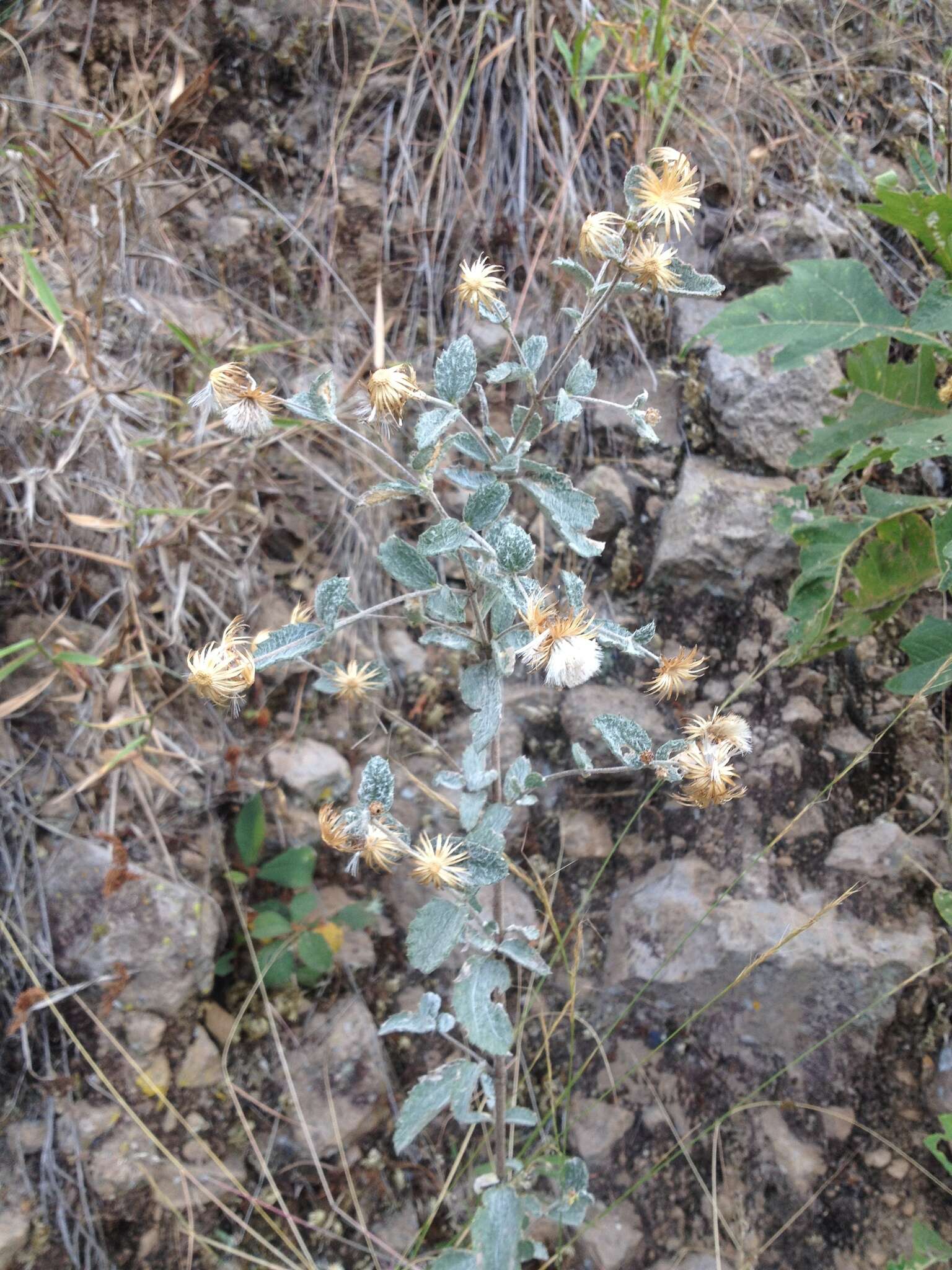 Image of Brickellia lanata (DC.) A. Gray