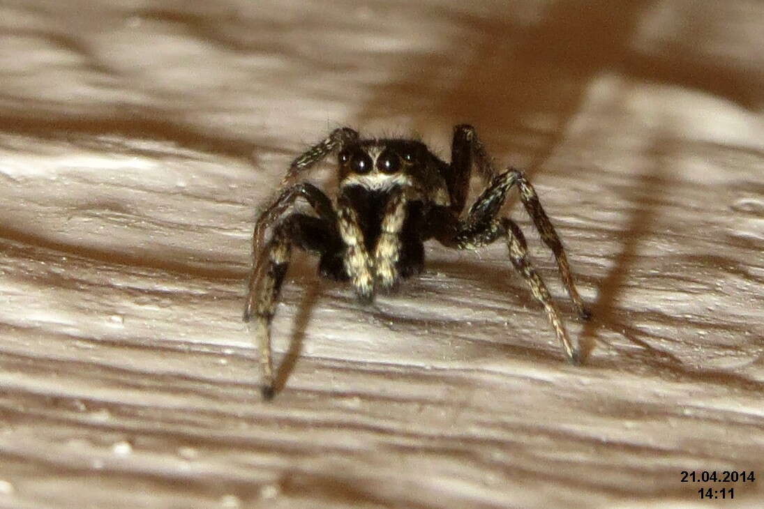 Image of Zebra spider